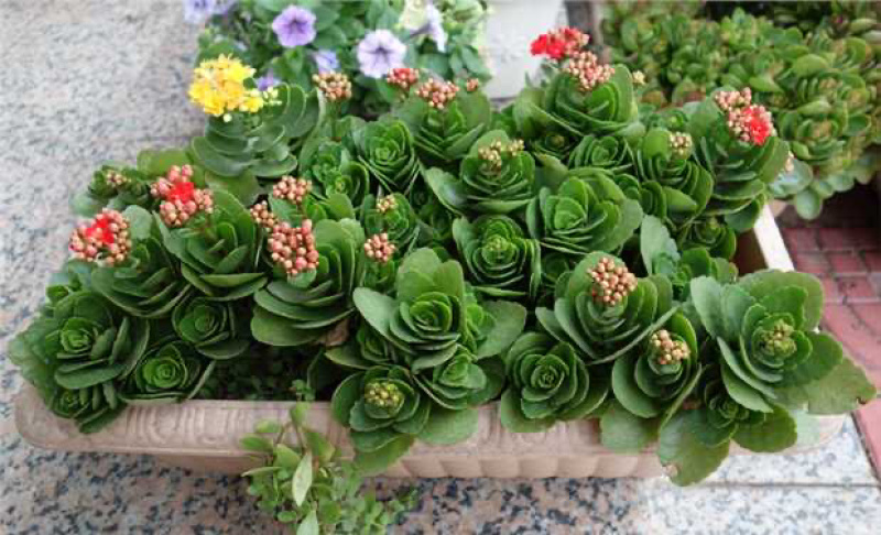 长寿花盆栽重瓣大苗带花苞阳台花卉观花植物室内好养绿植四季