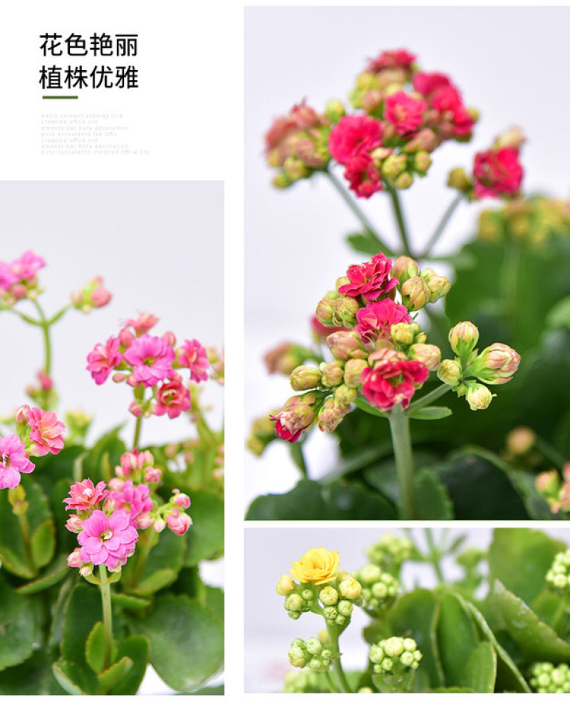 长寿花盆栽重瓣大苗带花苞阳台花卉观花植物室内好养绿植四季