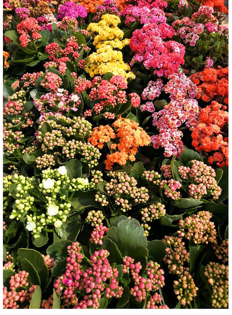 长寿花盆栽重瓣大苗带花苞阳台花卉观花植物室内好养绿植四季