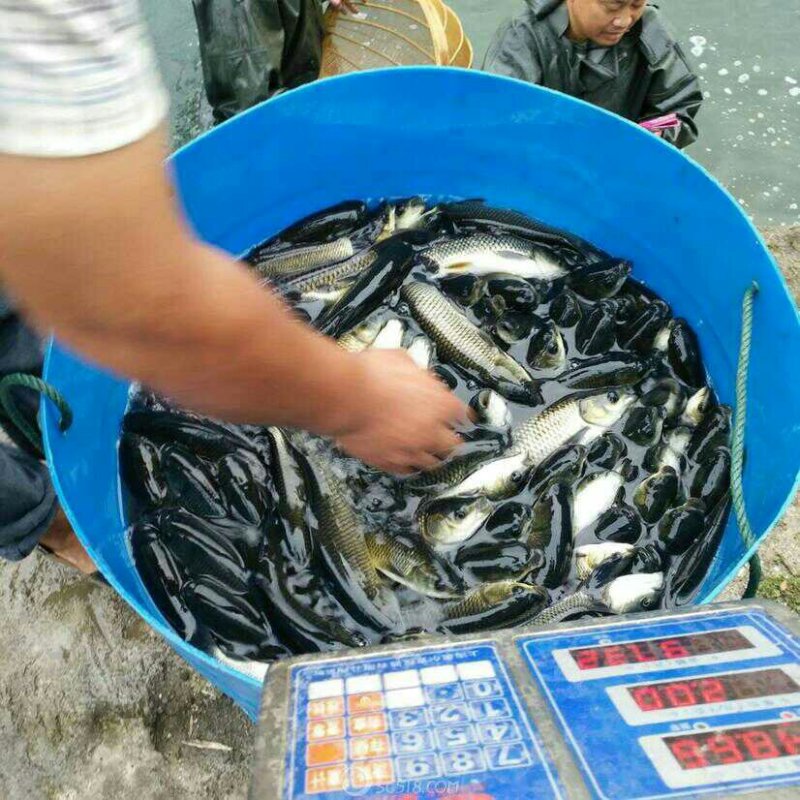 鱼苗，二两到半斤的都有货，送货到家，货到付款，欢迎质询