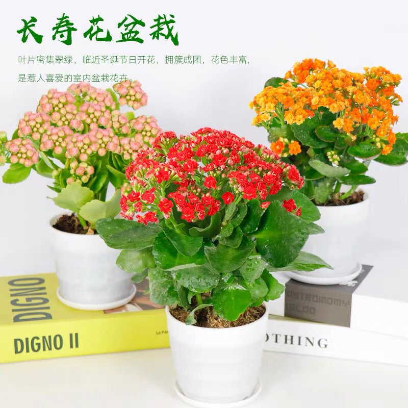 长寿花盆栽重瓣大苗带花苞阳台花卉观花植物室内好养绿植四季