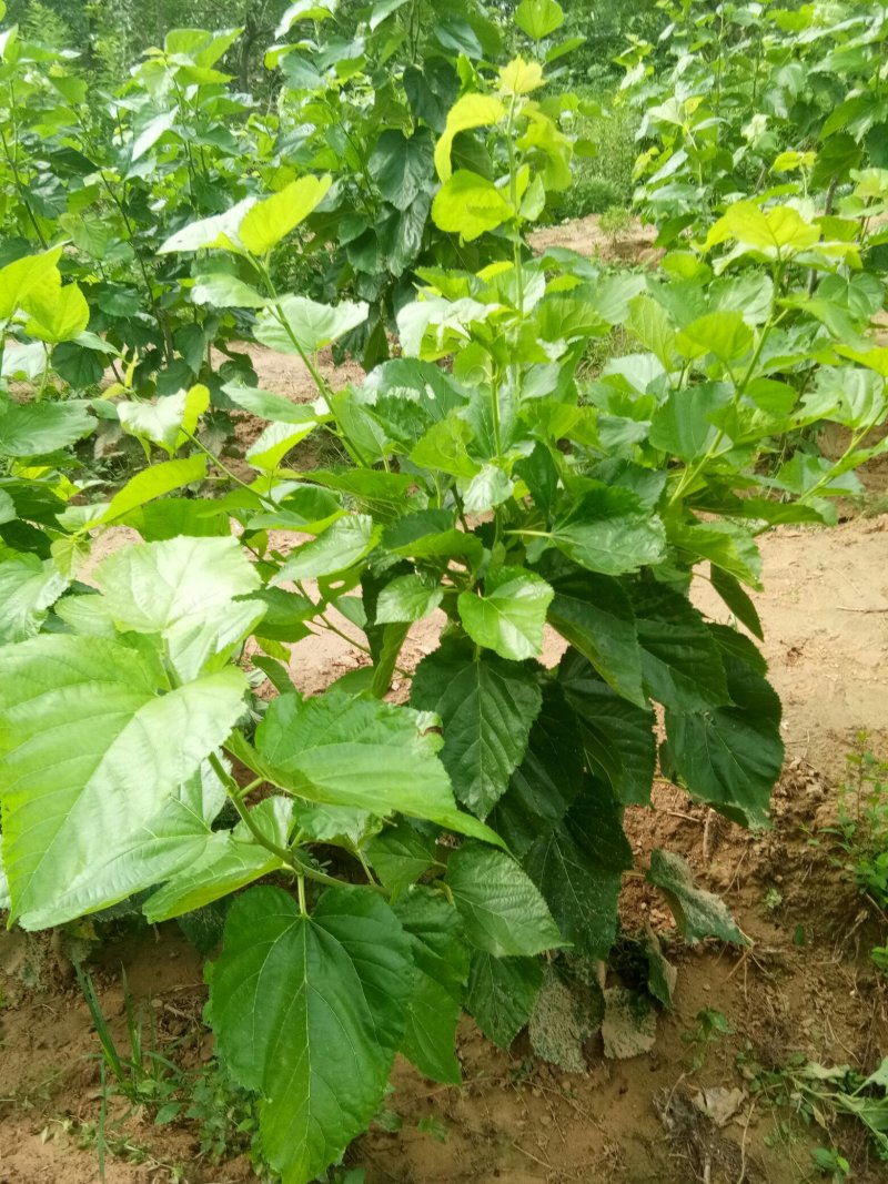 桑树大十