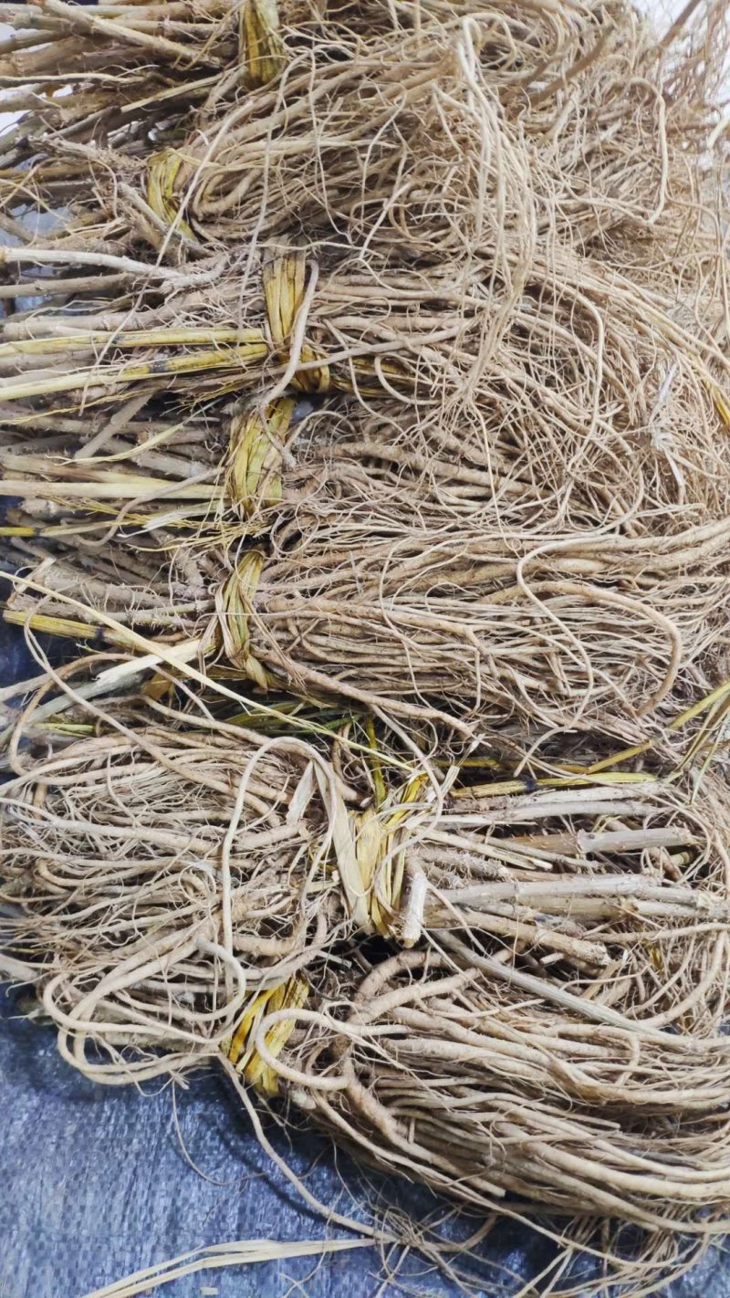 优质刺嫩芽苗基地一手货源包成活品质保障诚信经营放心苗