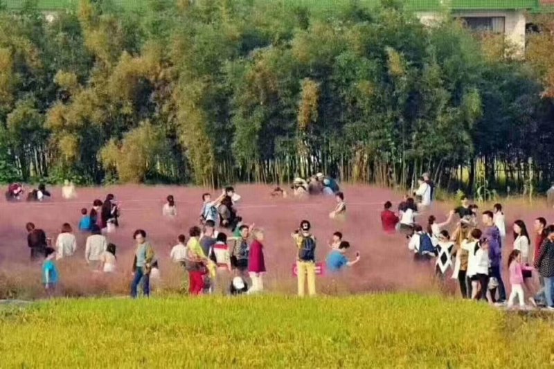 粉黛乱子草