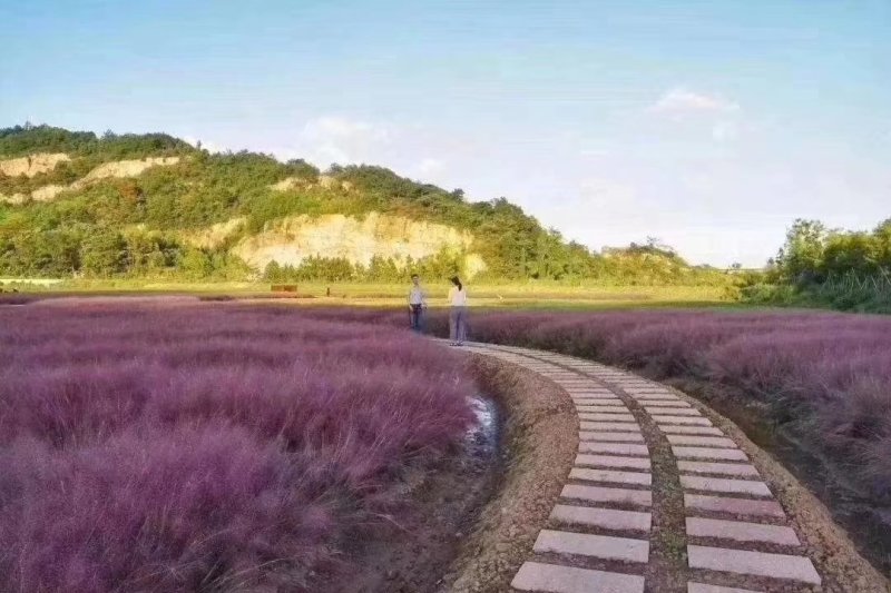 粉黛乱子草