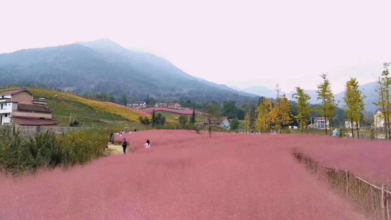 粉黛乱子草