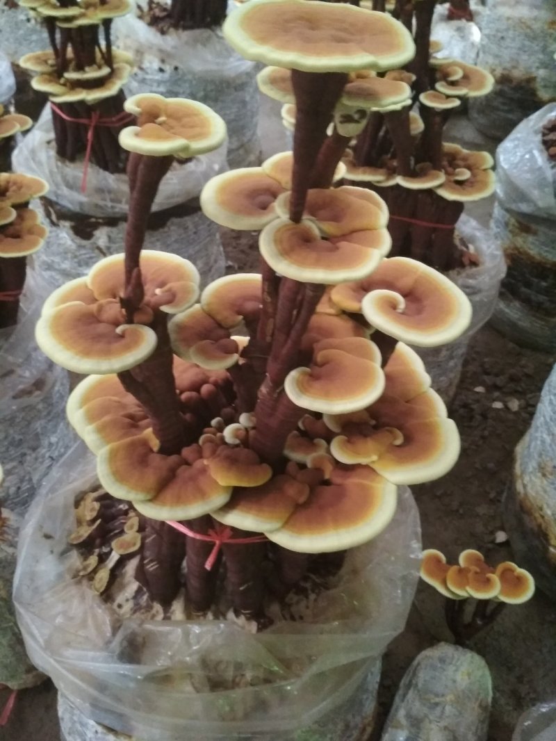 灵芝菌棒灵芝盆景菌棒