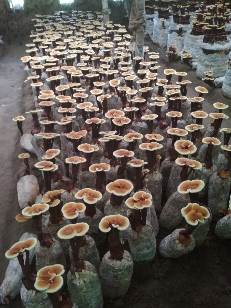灵芝菌棒灵芝盆景菌棒