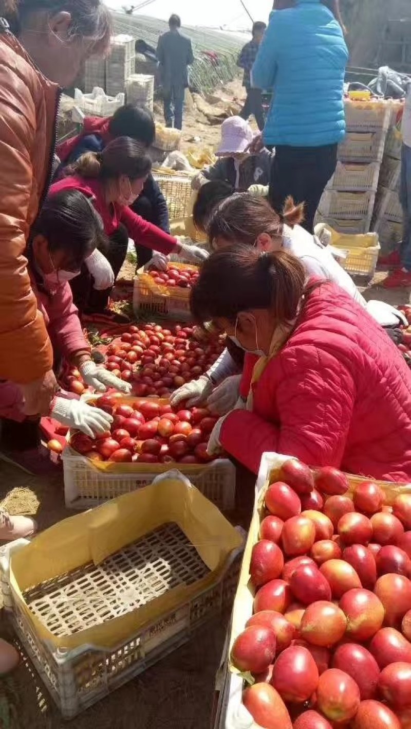 中油四号陆地油桃6月中旬上市，可对接电商