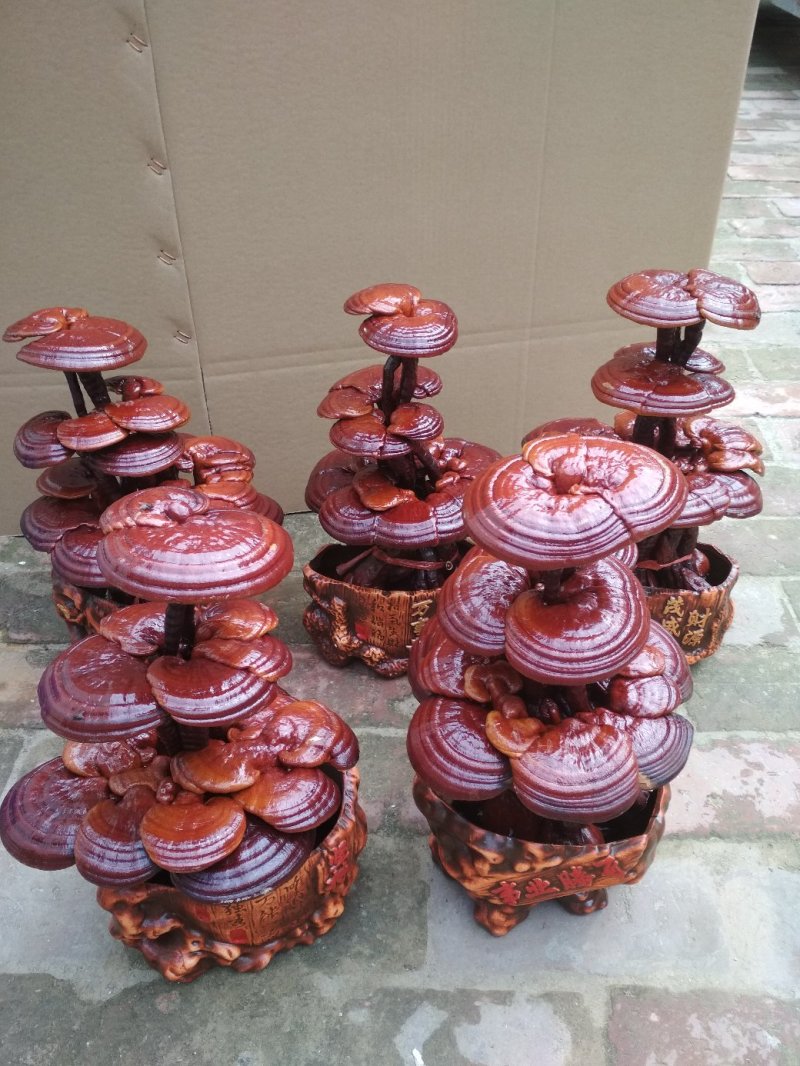 灵芝菌棒灵芝盆景菌棒