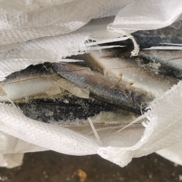 常年批发各种饲料鱼