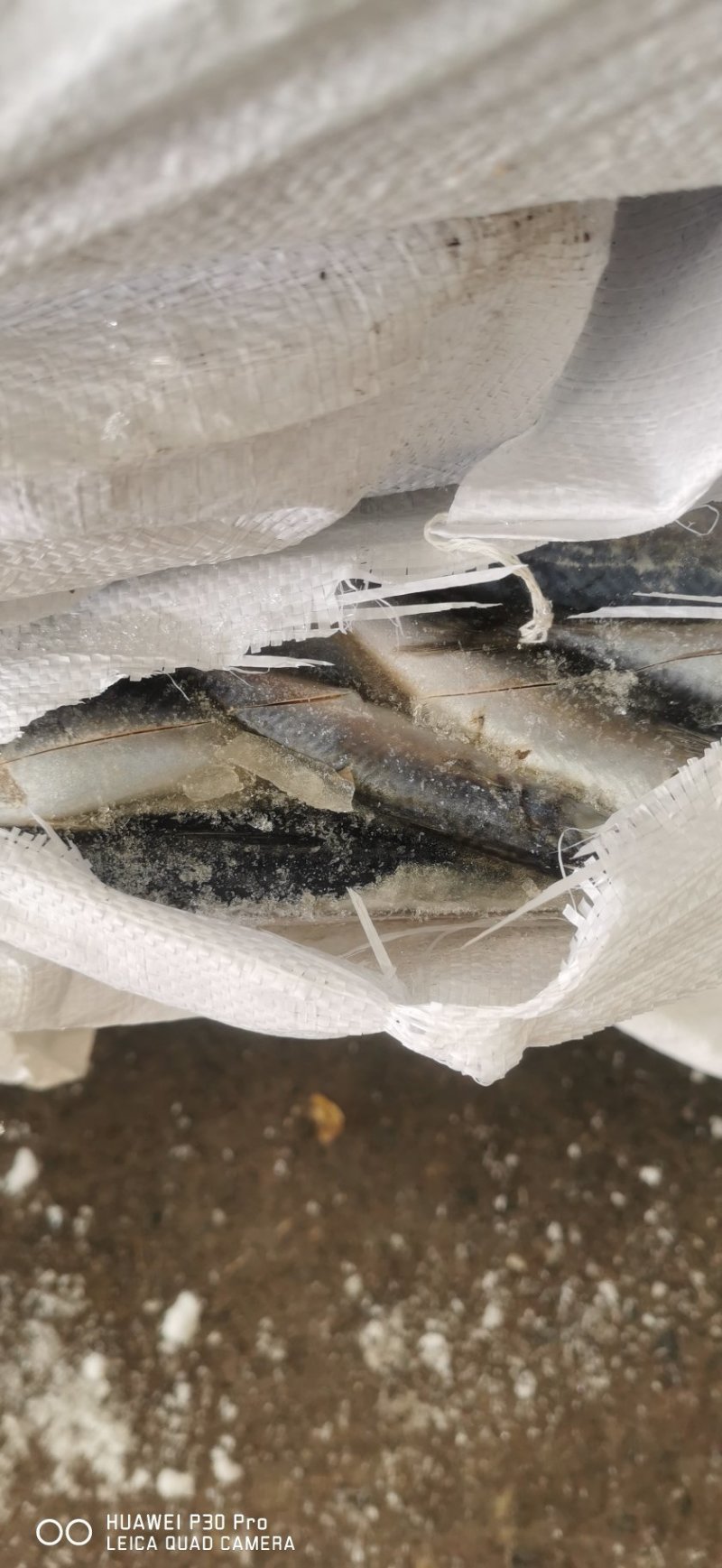 常年批发各种饲料鱼