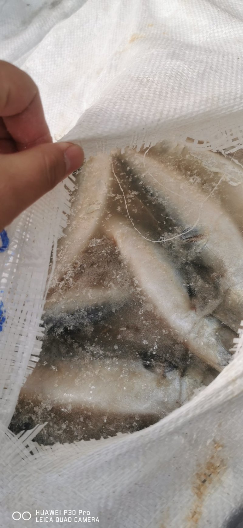 常年批发各种饲料鱼