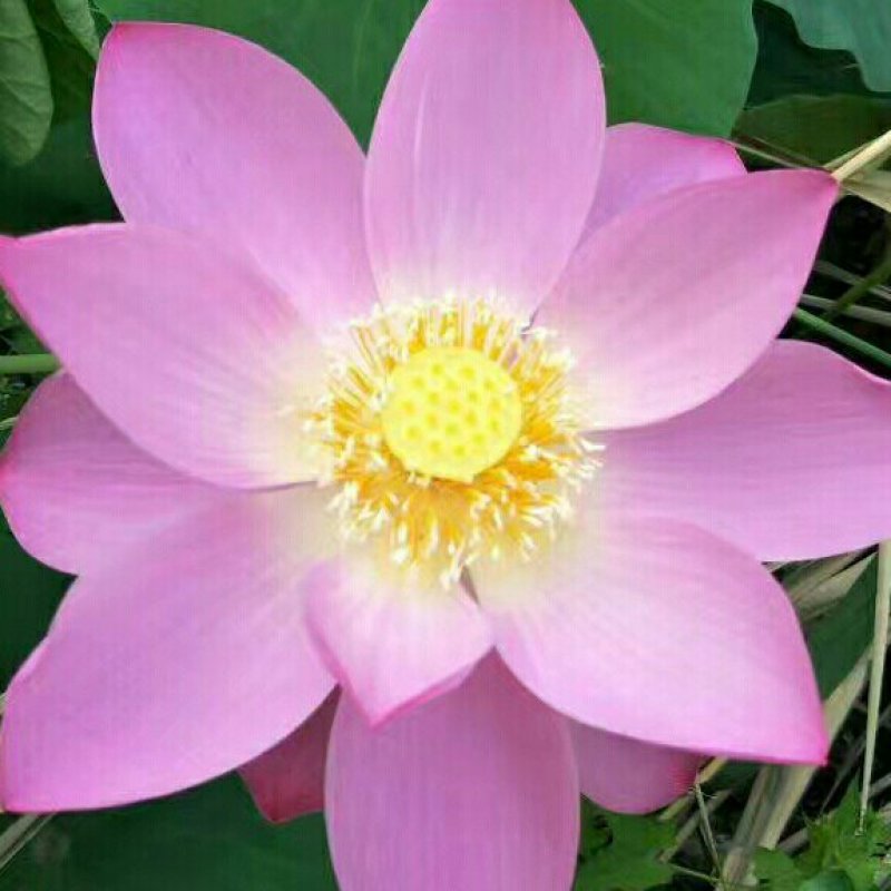 《白洋淀野生荷花苗》