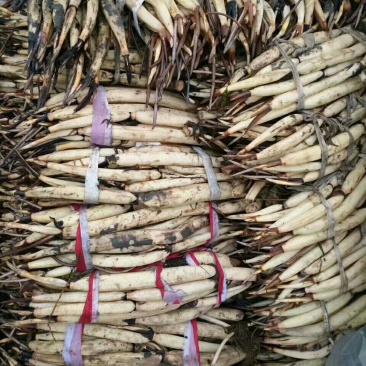 《白洋淀野生荷花苗》