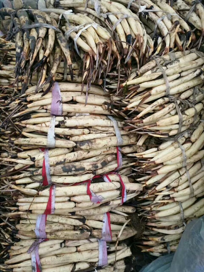 《白洋淀野生荷花苗》