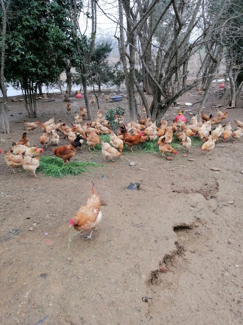 精品散养土鸡蛋鸡场直发破损包赔12个左右粉绿混装