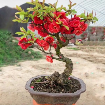 长寿海棠花树苗大型庭院别墅花卉植物室外四季开花北美西府耐
