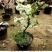 长寿海棠花树苗大型庭院别墅花卉植物室外四季开花北美西府耐
