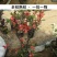 长寿海棠花树苗大型庭院别墅花卉植物室外四季开花北美西府耐