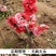 长寿海棠花树苗大型庭院别墅花卉植物室外四季开花北美西府耐
