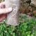 佛手瓜苗优质精品货，一颗产300多斤，质量杠杠的
