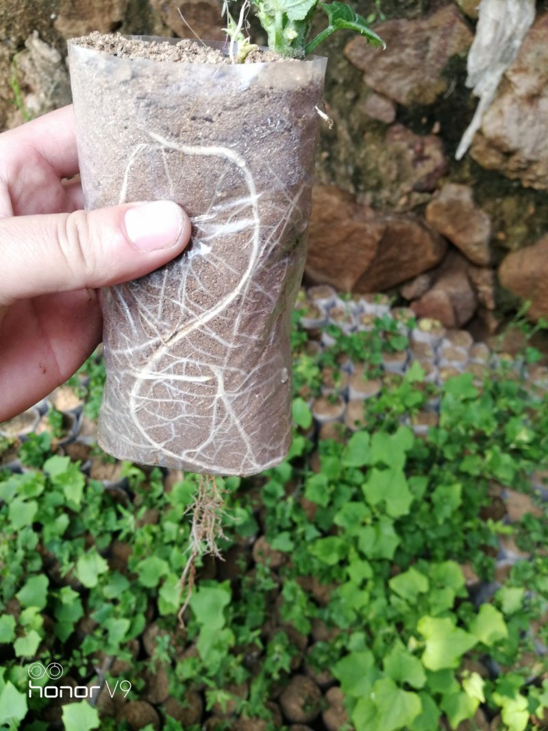 佛手瓜苗优质精品货，一颗产300多斤，质量杠杠的