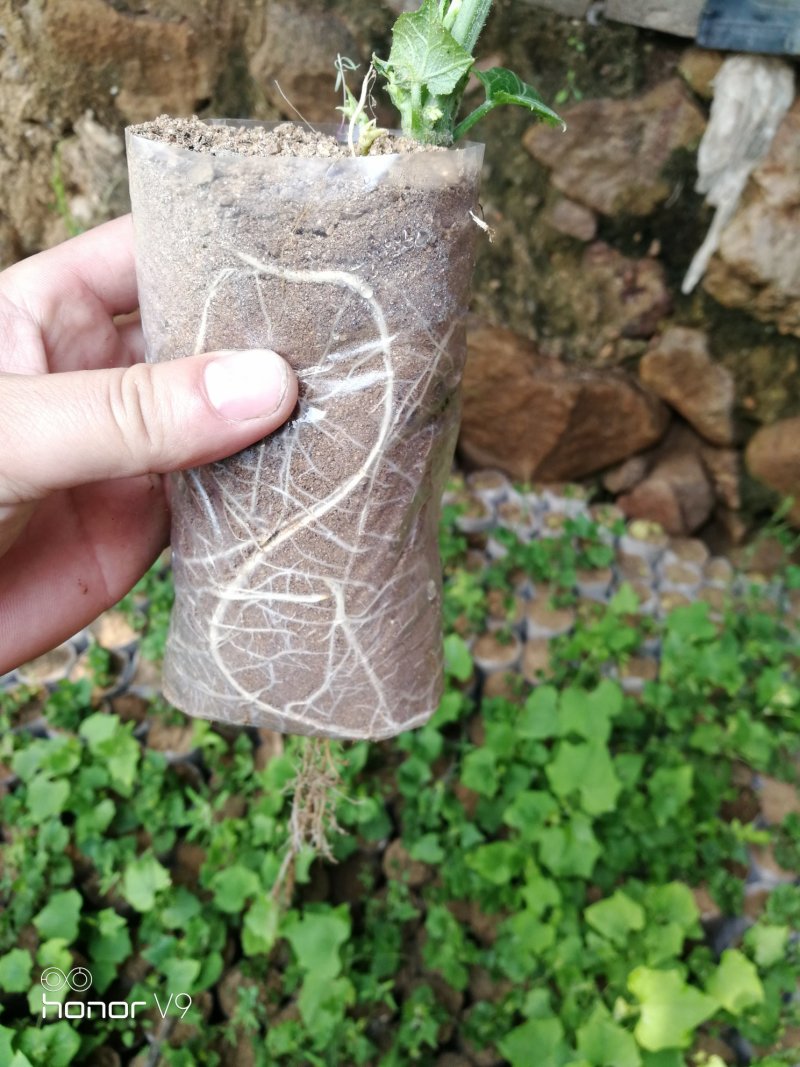 佛手瓜苗优质精品货，一颗产300多斤，质量杠杠的