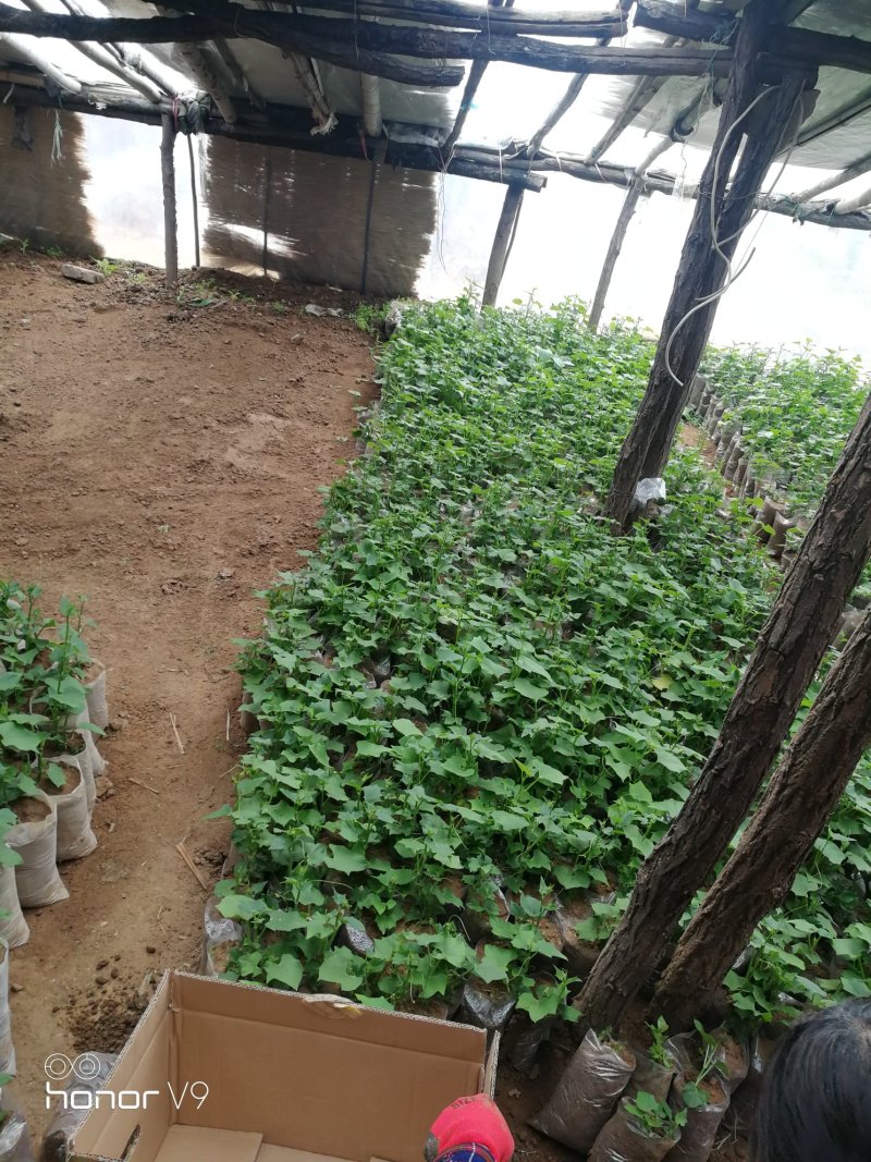 佛手瓜苗优质精品货，一颗产300多斤，质量杠杠的
