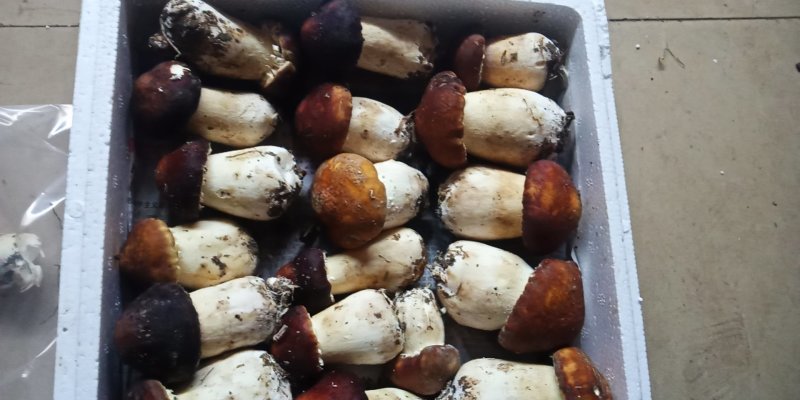 一件代发云南精品食用菌球盖菇赤松茸