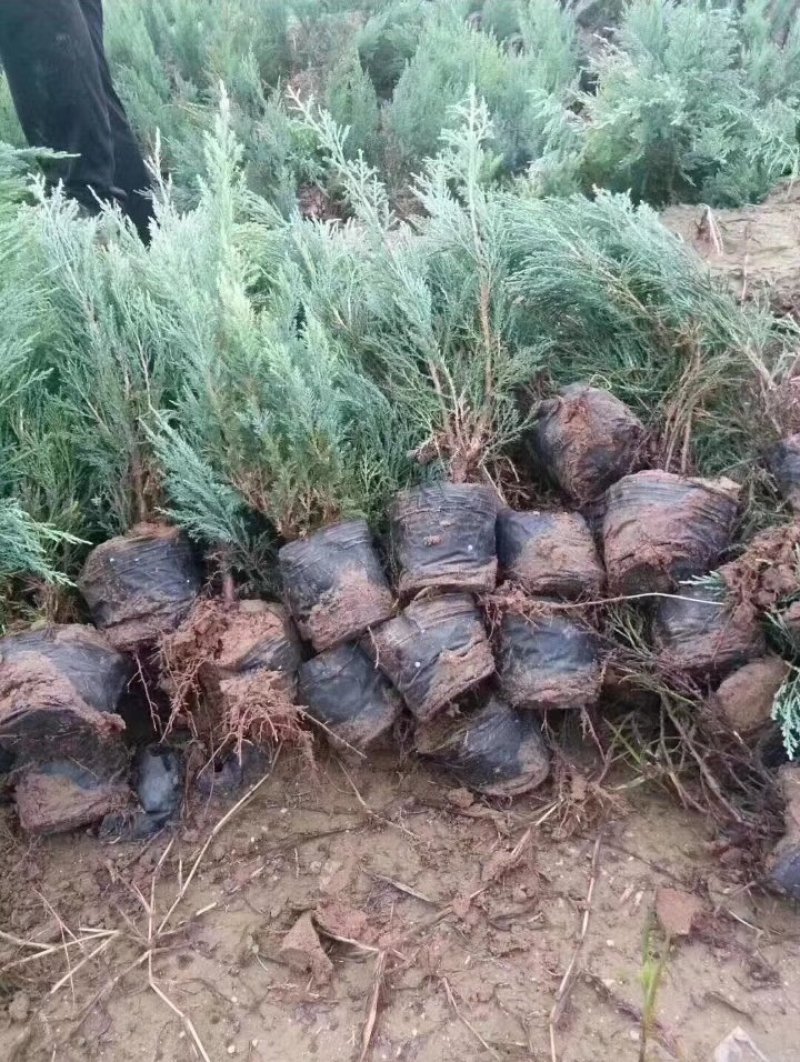 沙地柏营养钵沙地柏营养杯苗荒山绿化绿篱苗