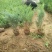沙地柏营养钵沙地柏营养杯苗荒山绿化绿篱苗