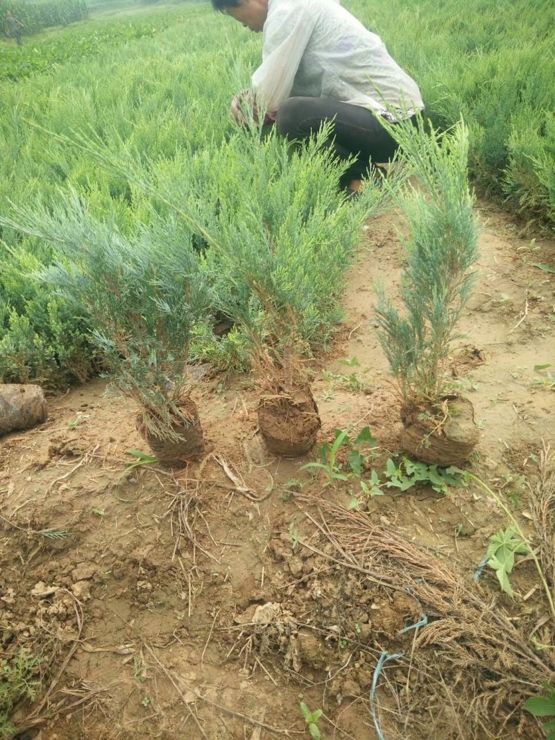 沙地柏营养钵沙地柏营养杯苗荒山绿化绿篱苗