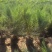 沙地柏营养钵沙地柏营养杯苗荒山绿化绿篱苗