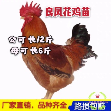 大量供应良凤花鸡苗,纯正纯种,高存活率,孵化场直销