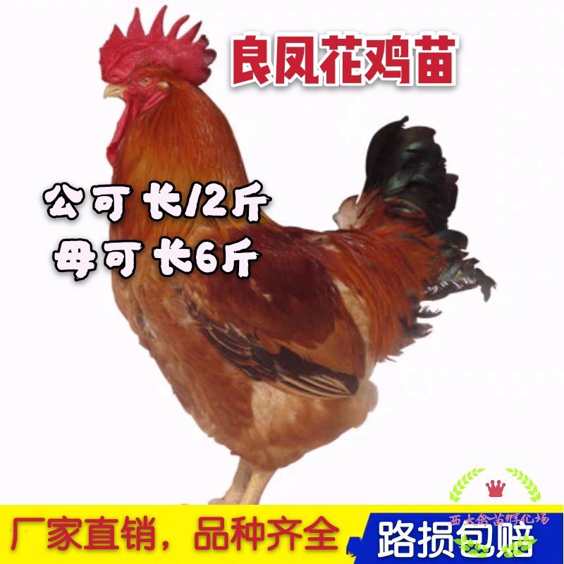 大量供应良凤花鸡苗，纯正纯种，高存活率，孵化场直销