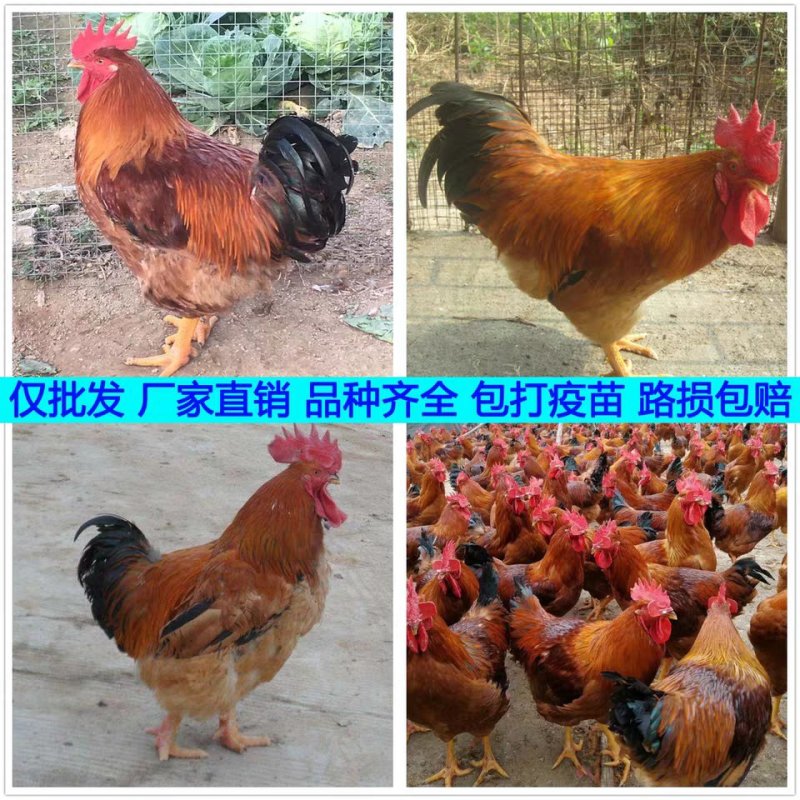 大量供应良凤花鸡苗，纯正纯种，高存活率，孵化场直销