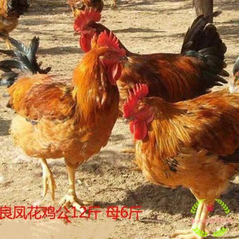 大量供应良凤花鸡苗，纯正纯种，高存活率，孵化场直销