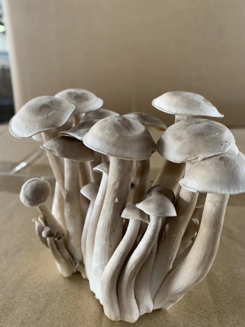 全国包邮精品云南野生菌鹿茸菇清脆爽口