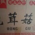全国包邮精品云南野生菌鹿茸菇清脆爽口