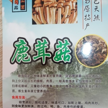全国包邮精品云南野生菌鹿茸菇清脆爽口