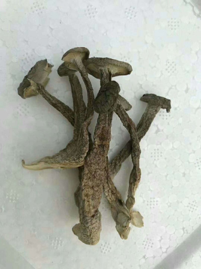 全国包邮精品云南野生菌鹿茸菇清脆爽口