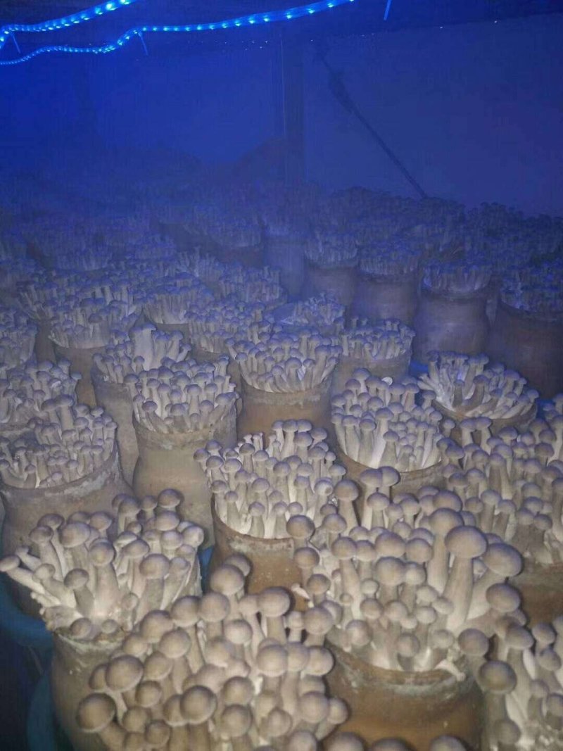 全国包邮精品云南野生菌鹿茸菇清脆爽口