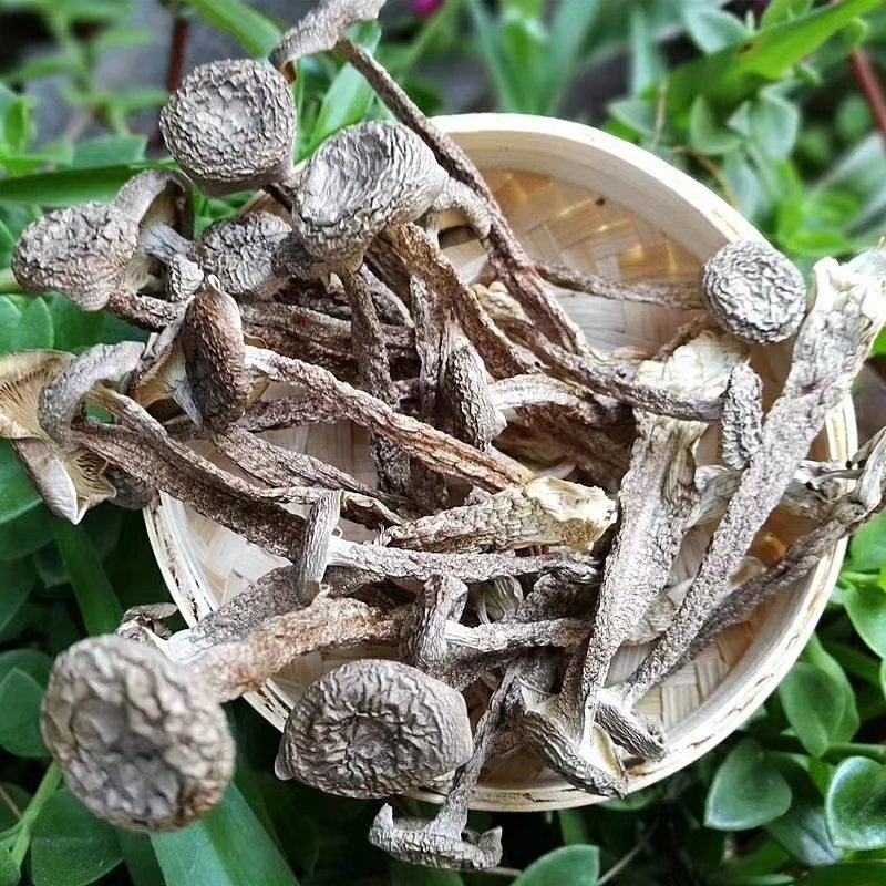 全国包邮精品云南野生菌鹿茸菇清脆爽口