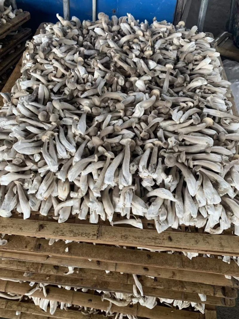 全国包邮精品云南野生菌鹿茸菇清脆爽口