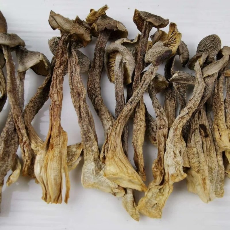 全国包邮精品云南野生菌鹿茸菇清脆爽口
