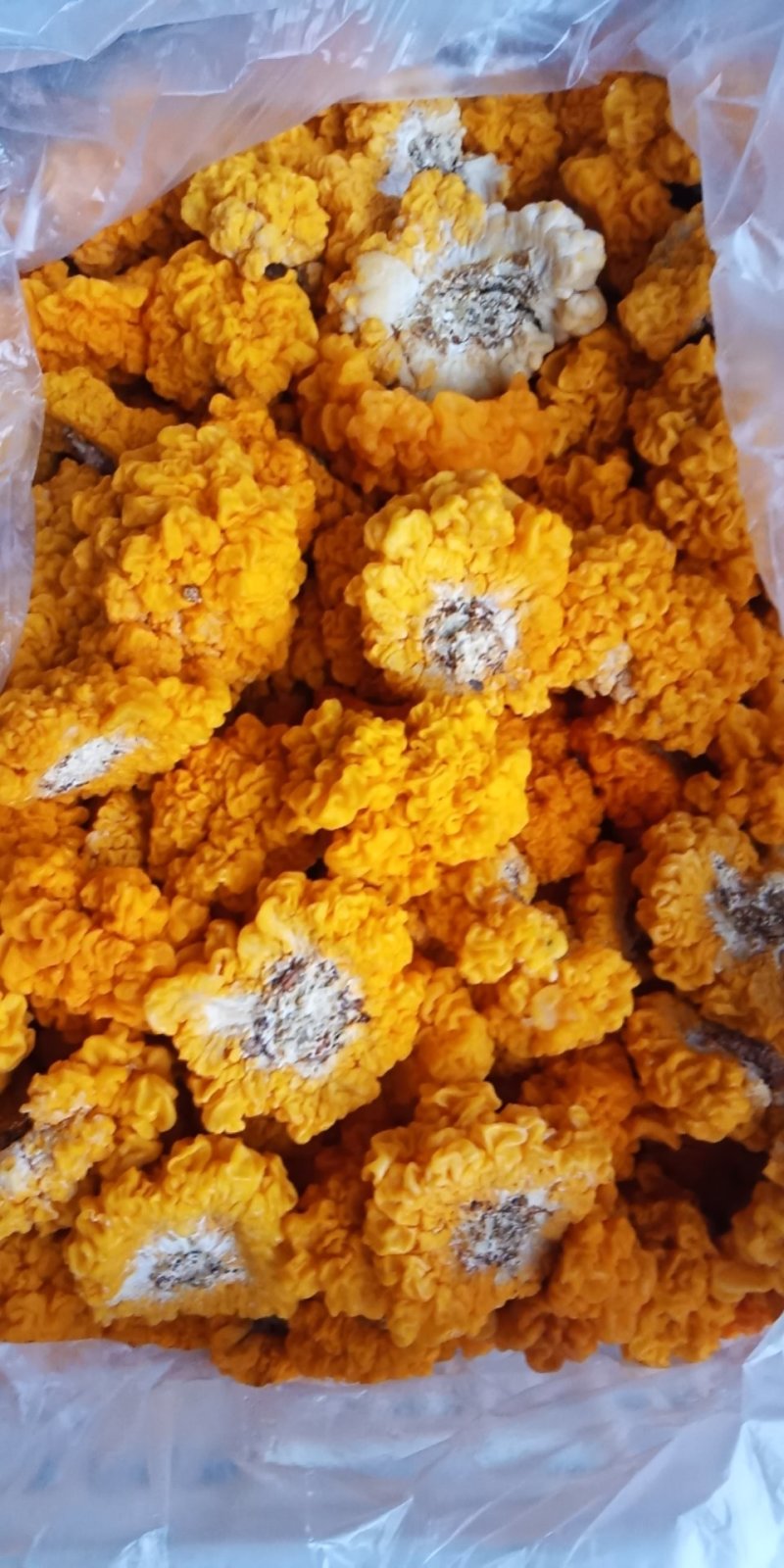 一件代发云南精品食用菌野生菌鲜货段木金耳