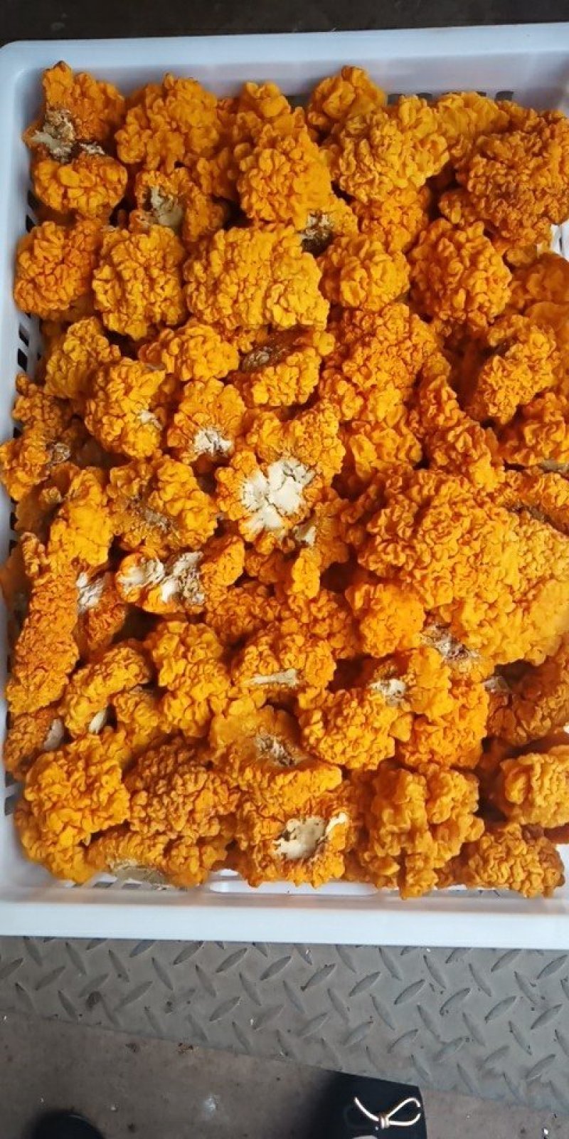 一件代发云南精品食用菌野生菌鲜货段木金耳