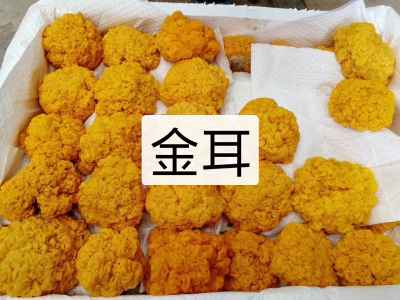 一件代发云南精品食用菌野生菌鲜货段木金耳