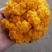 一件代发云南精品食用菌野生菌鲜货段木金耳